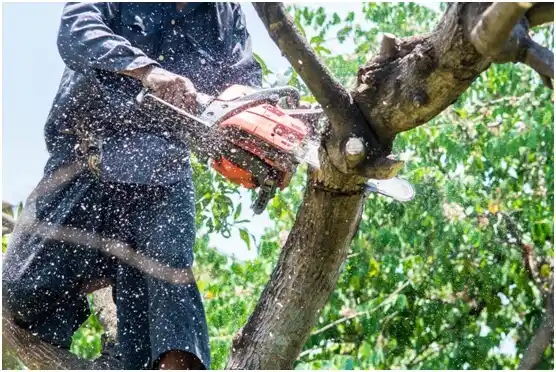 tree services Shillington